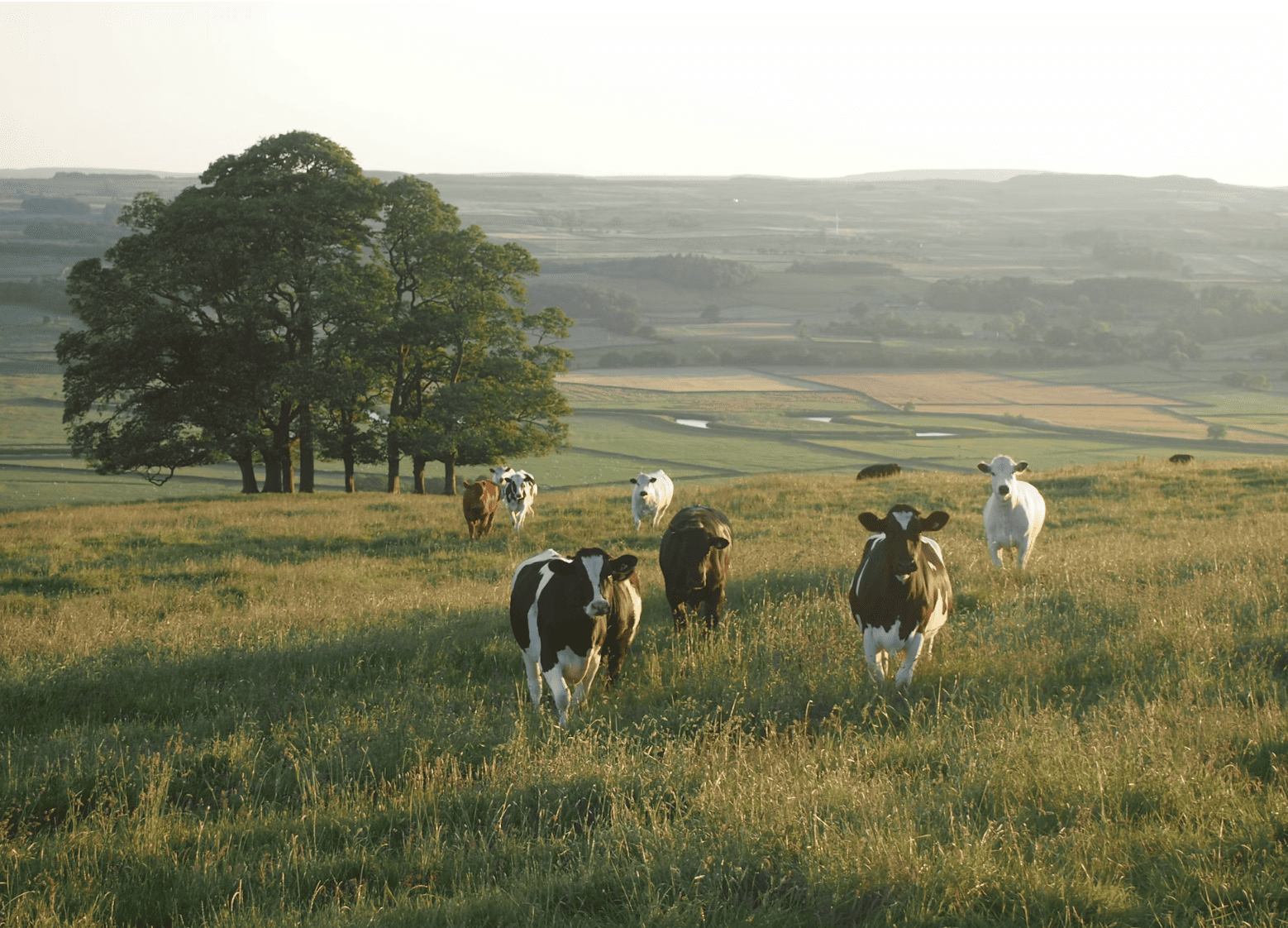 Clearwater County acreages for sale and rural Alberta real estate listings