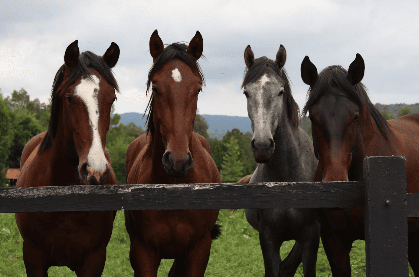 Equestrian properties and horse acreages for sale in Rocky View County